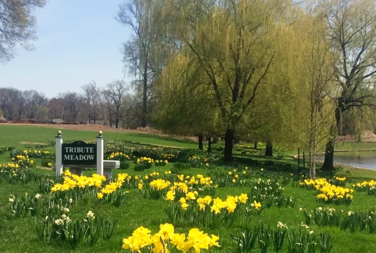 Daffodils in bloom in the meadow at Fairview Cemetery.