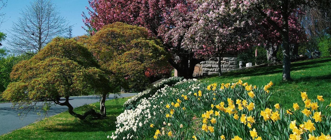 Daffodils and flowering trees beside the pond at Hillside Cemetery.