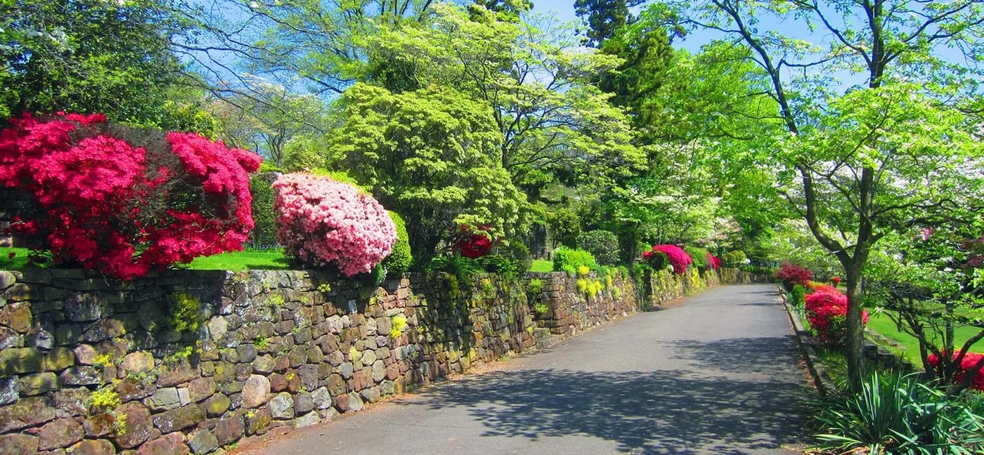 Azaleas in bloom along a stone wall and drive at Mount Hebron Cemetery.