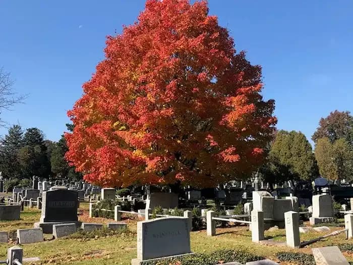 The grounds at Riverside Cemetery.