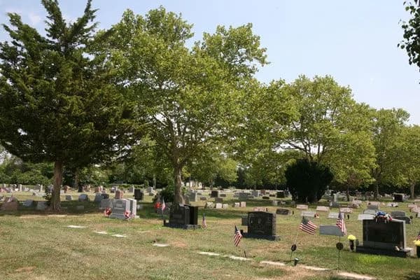Mature trees over rows of headstones, some marked with flags, at St. Mary Cemetery.